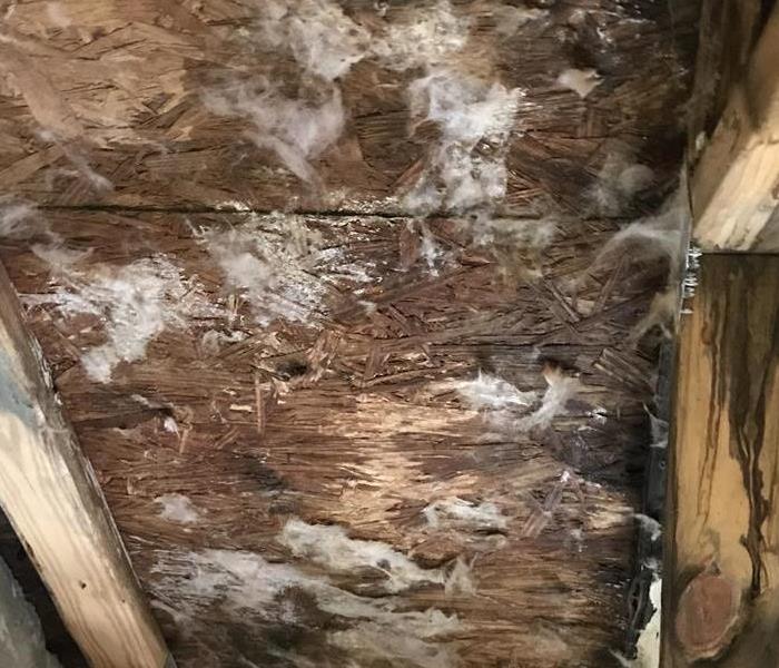 mold in an attic 