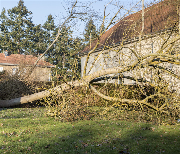Tree fallen beside a home