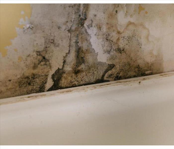 Black mold growth on a wall